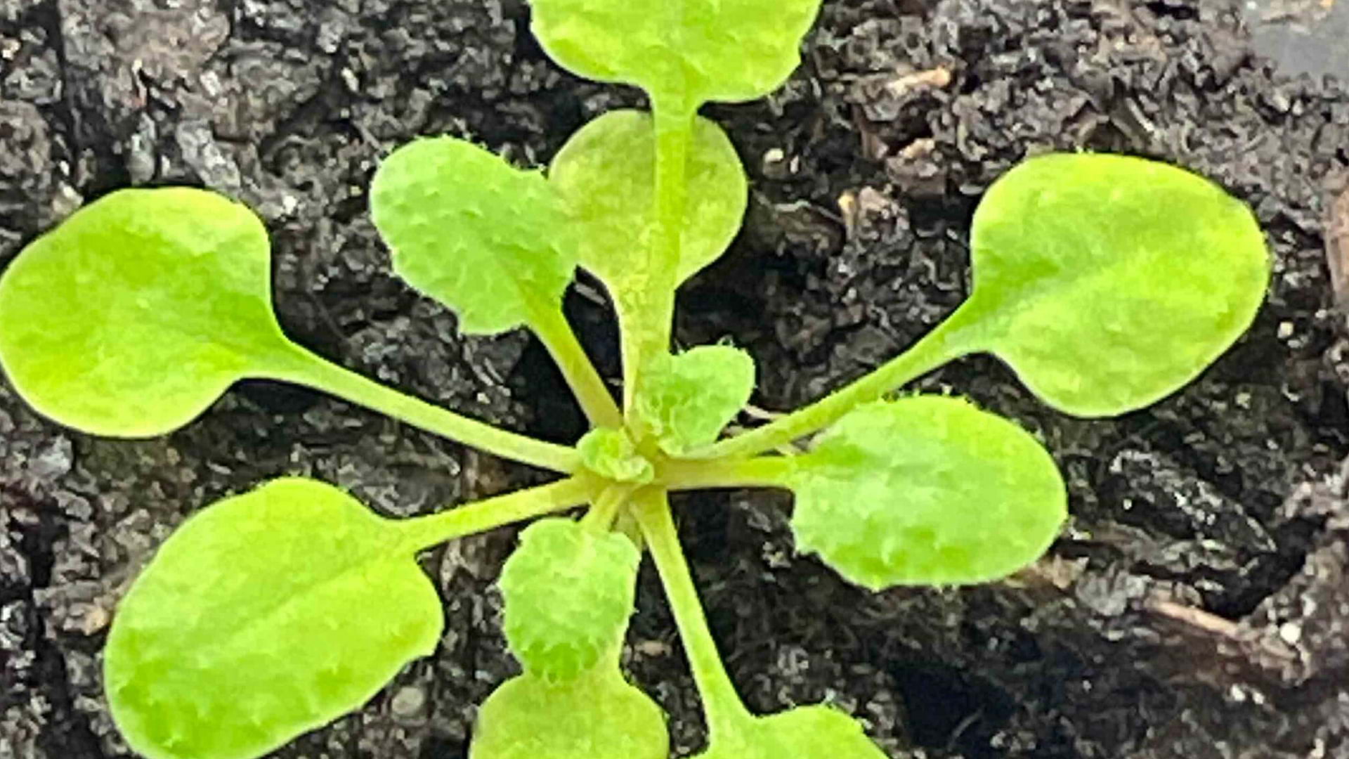 Photo of seedling in the ground